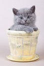 Several gray kitten British cat