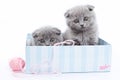 Several gray Scottish Fold kittens