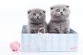 Several gray Scottish Fold kittens in the box