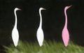 Several Great egrets in a pond with one in pink