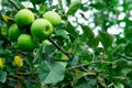 Several green apples on a branch of an apple tree. Copy space Royalty Free Stock Photo