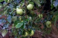 Several green apples on a branch of an apple tree. Raindrops on green apples Royalty Free Stock Photo