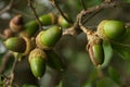 Several green Cork Oak acorns on a twig - Quercus suber