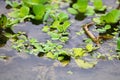 some water hyacinths are green