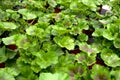 Several green Muscat, Latin name `Pelargonium`