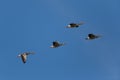 Several grey gooses (anser anser) flying in blue sky