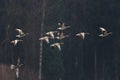 Several grey gooses anser anser flying