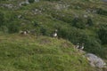 Several greylag geese perched on the cliff of Lovund island Royalty Free Stock Photo