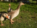 Several greylag geese standing in the farmyard covered by sunlight