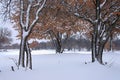 A group of oak trees with red leaves covered in snow in a field in central Texas near Abilene. Royalty Free Stock Photo