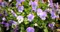 Several groveling and ordinary motley flowers day and night, the Latin name `Viola tricolor` Royalty Free Stock Photo