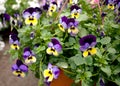 Several groveling and ordinary motley flowers day and night, the Latin name `Viola tricolor` Royalty Free Stock Photo