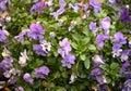 Several groveling and ordinary motley flowers day and night, the Latin name `Viola tricolor` Royalty Free Stock Photo