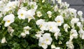 Several groveling and ordinary motley flowers day and night, the Latin name `Viola tricolor`