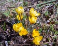 Several growing yellow crocus flowers Royalty Free Stock Photo