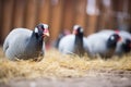 several guinea fowls on a farm with hay