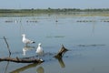 Several gulls are sitting on an old root. Danube delta in Romania.Lake view with birds. A seagull is standing on a floating piece Royalty Free Stock Photo