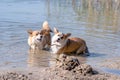 Several happy Welsh Corgi dogs playing and jumping in the water on the beach Royalty Free Stock Photo