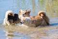 Several happy Welsh Corgi dogs playing and jumping in the water on the beach Royalty Free Stock Photo