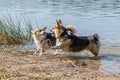 Several happy Welsh Corgi dogs playing and jumping in the water on the beach Royalty Free Stock Photo