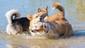 Several happy Welsh Corgi dogs playing and jumping in the water on the beach Royalty Free Stock Photo