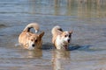 Several happy Welsh Corgi dogs playing and jumping in the water on the beach Royalty Free Stock Photo