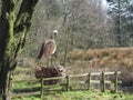 Ornamental Wire framed Heron, Sandwell Valley England