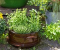 Several herbs like Basil and other in a old decorative pot. Royalty Free Stock Photo