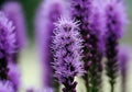 Several high and fluffy lilac flowers