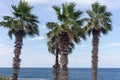 Several high palm trees in wind against blue ocean and sky. Tropical nature background. Exotic nature landscape. Tropical resort. Royalty Free Stock Photo