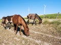 Several horses