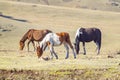 Several horses of different colors and breeds graze in a spring meadow