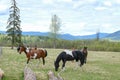 Several horses grazing in a field at the ranch on bright summer day