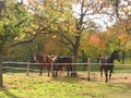 Several horses grazing in a field under trees Royalty Free Stock Photo