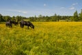 Several horses grazing among the flowers