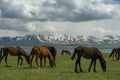 Several horses are grazing on a jailoo Royalty Free Stock Photo