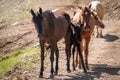 Several horses are moving along a mountain road Royalty Free Stock Photo