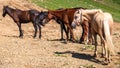 Several horses are moving along a mountain road Royalty Free Stock Photo