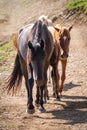 Several horses are moving along a mountain road Royalty Free Stock Photo