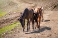 Several horses are moving along a mountain road Royalty Free Stock Photo