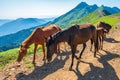 Several horses are moving along a mountain road Royalty Free Stock Photo