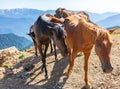 Several horses are moving along a mountain road Royalty Free Stock Photo
