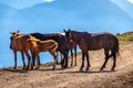 Several horses are moving along a mountain road Royalty Free Stock Photo
