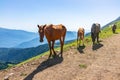 Several horses are moving along a mountain road Royalty Free Stock Photo