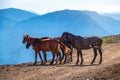 Several horses are moving along a mountain road Royalty Free Stock Photo