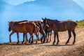 Several horses are moving along a mountain road Royalty Free Stock Photo