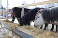 Several horses in the paddock eating dry grass in the farm. Royalty Free Stock Photo