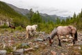 Several horses walk on stones in the mountains.