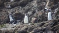 Several Humboldt penguins cavort on a rocky hill in the bay of Punihuil on Chiloe.