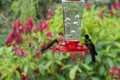 Several hummingbirds or colibris sipping at a birdfeeder. Location: Mindo Lindo, Ecuador